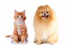 貓咪真的沒有狗狗忠誠嗎？
