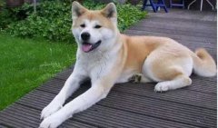 狗狗小知識(shí)，您知道多少？