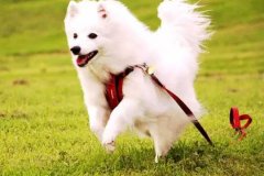 狗狗教會我們的人生道理，你做到了嗎？