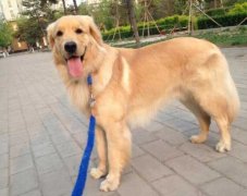 狗狗的品種，居然暴露了你的性格？