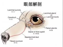 狗狗眼里常含淚水，是為愛感動嗎？
