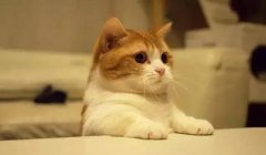 貓這種動物，一旦碰上，就再也戒不了了 華興寵