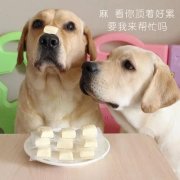 狗狗是否需要補鈣？補鈣應注意什么？ 華興寵物