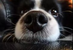 狗狗鼻子干是生病了嗎？