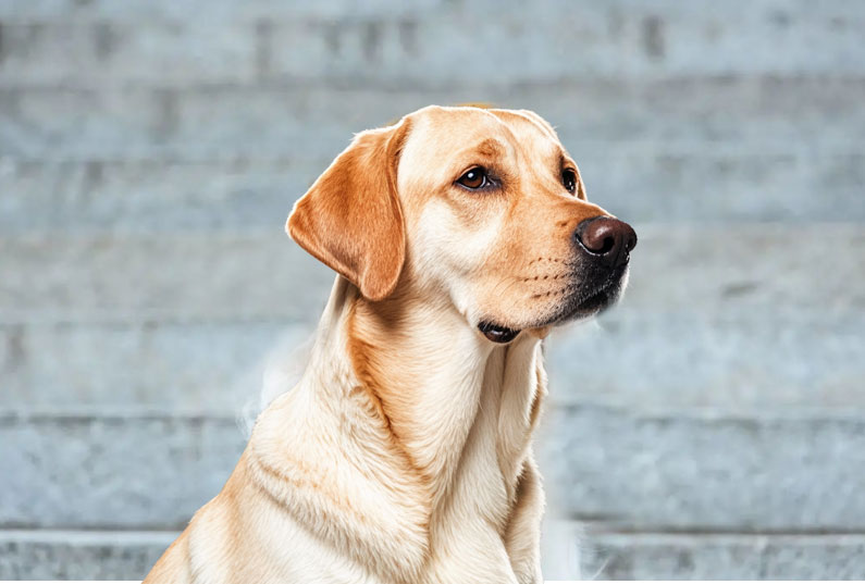 拉布拉多犬好養嗎？看完它的優缺點你就知道了